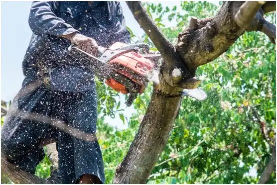 tree services Crooked River Ranch